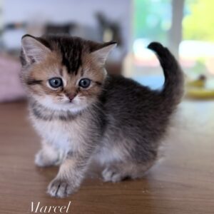 Marcel