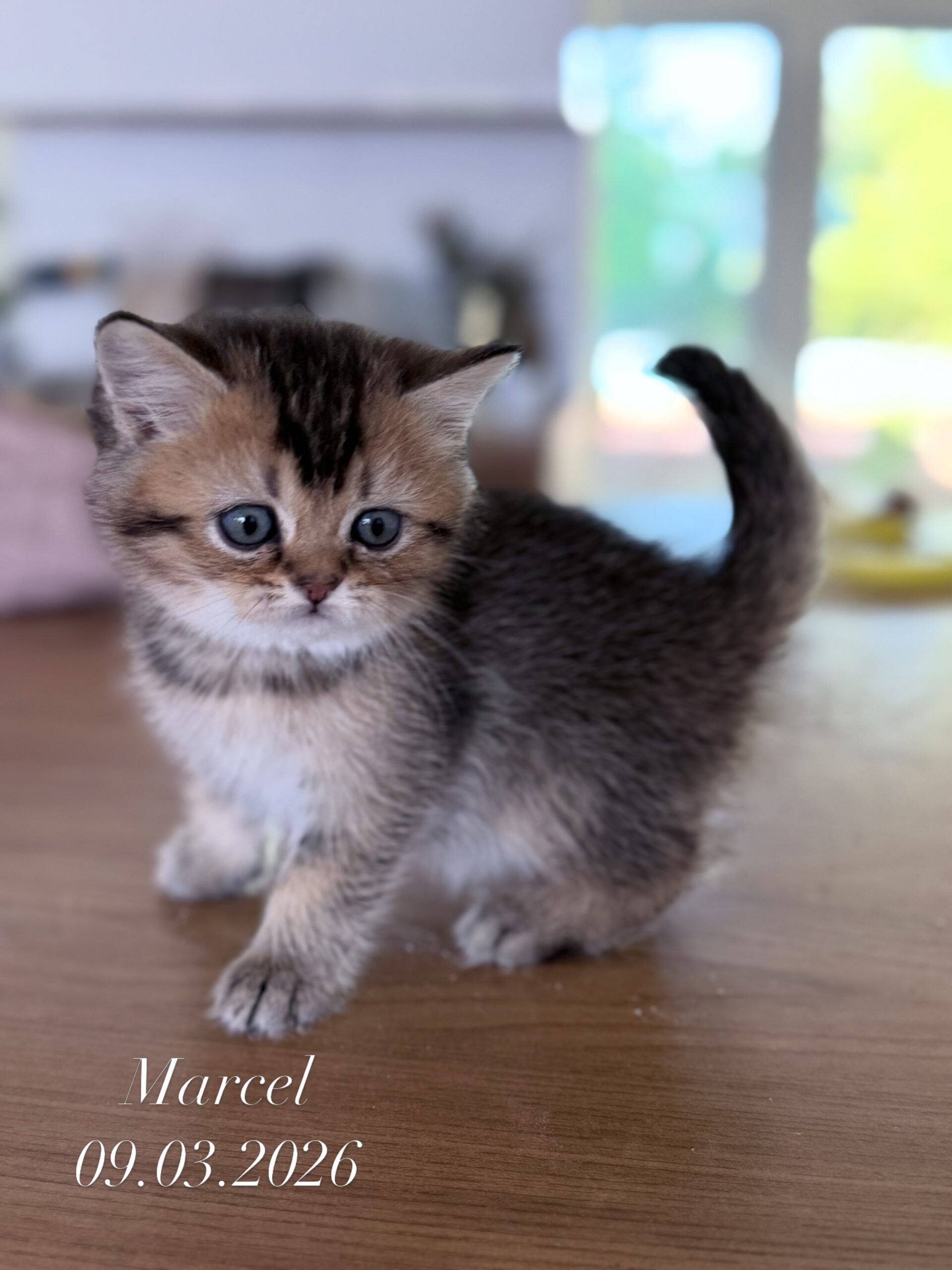 Marcel