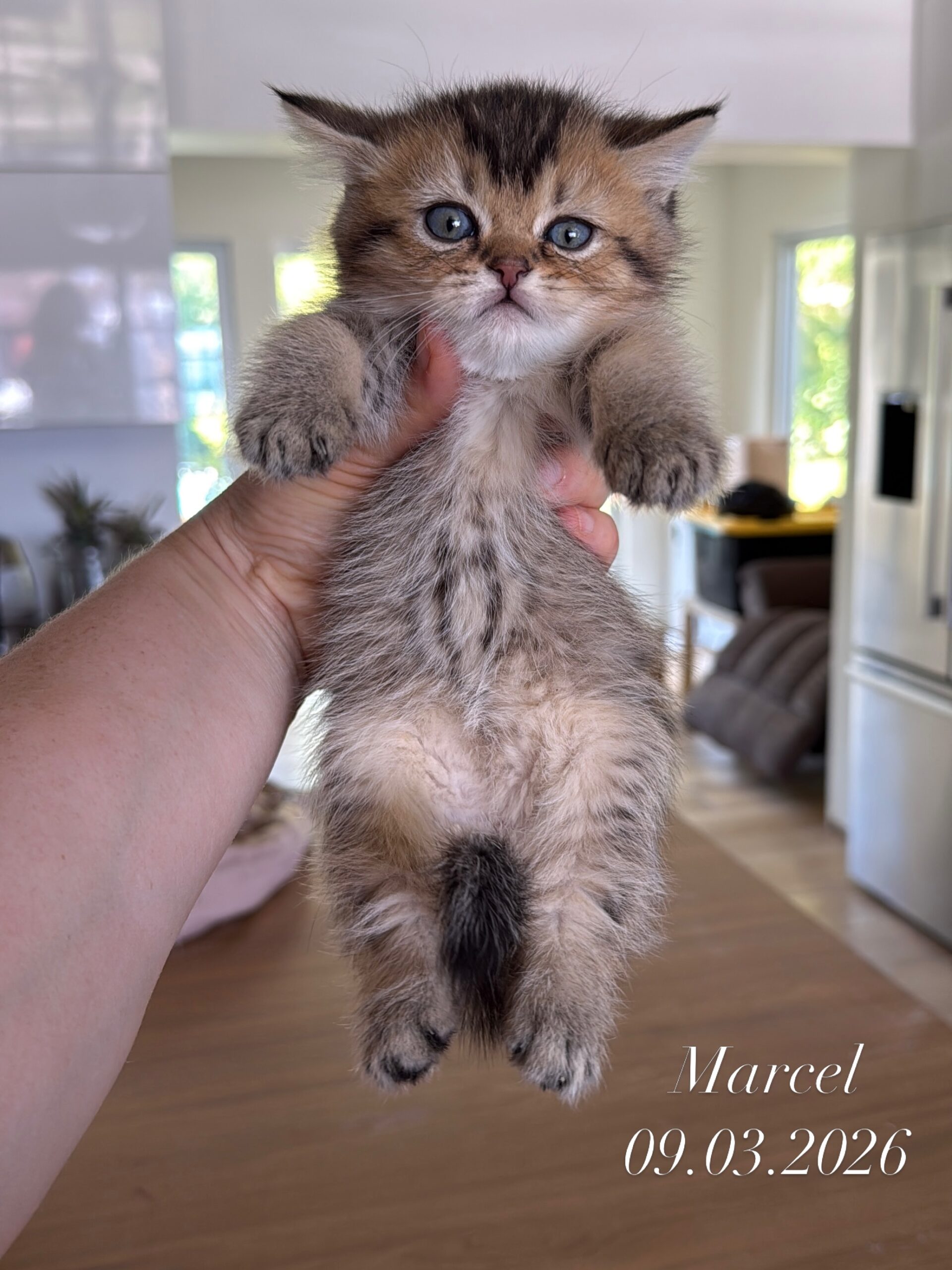 Marcel