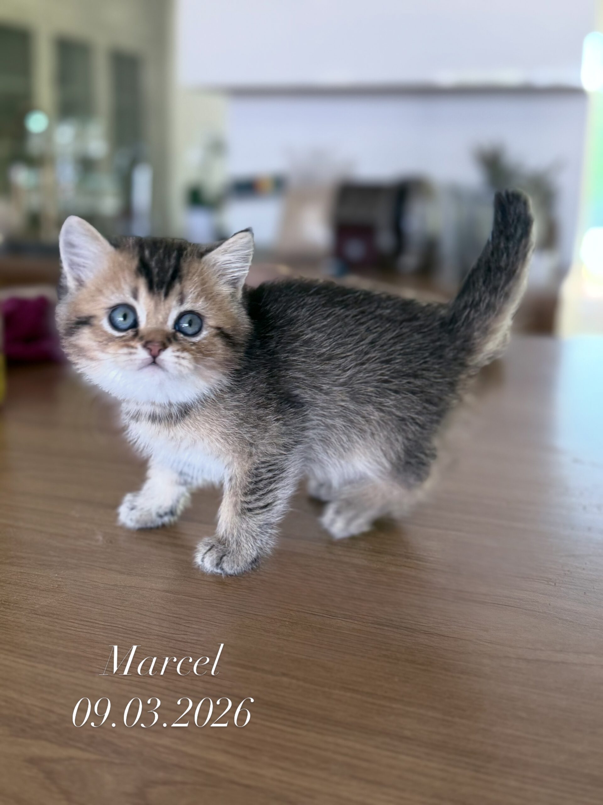 Marcel