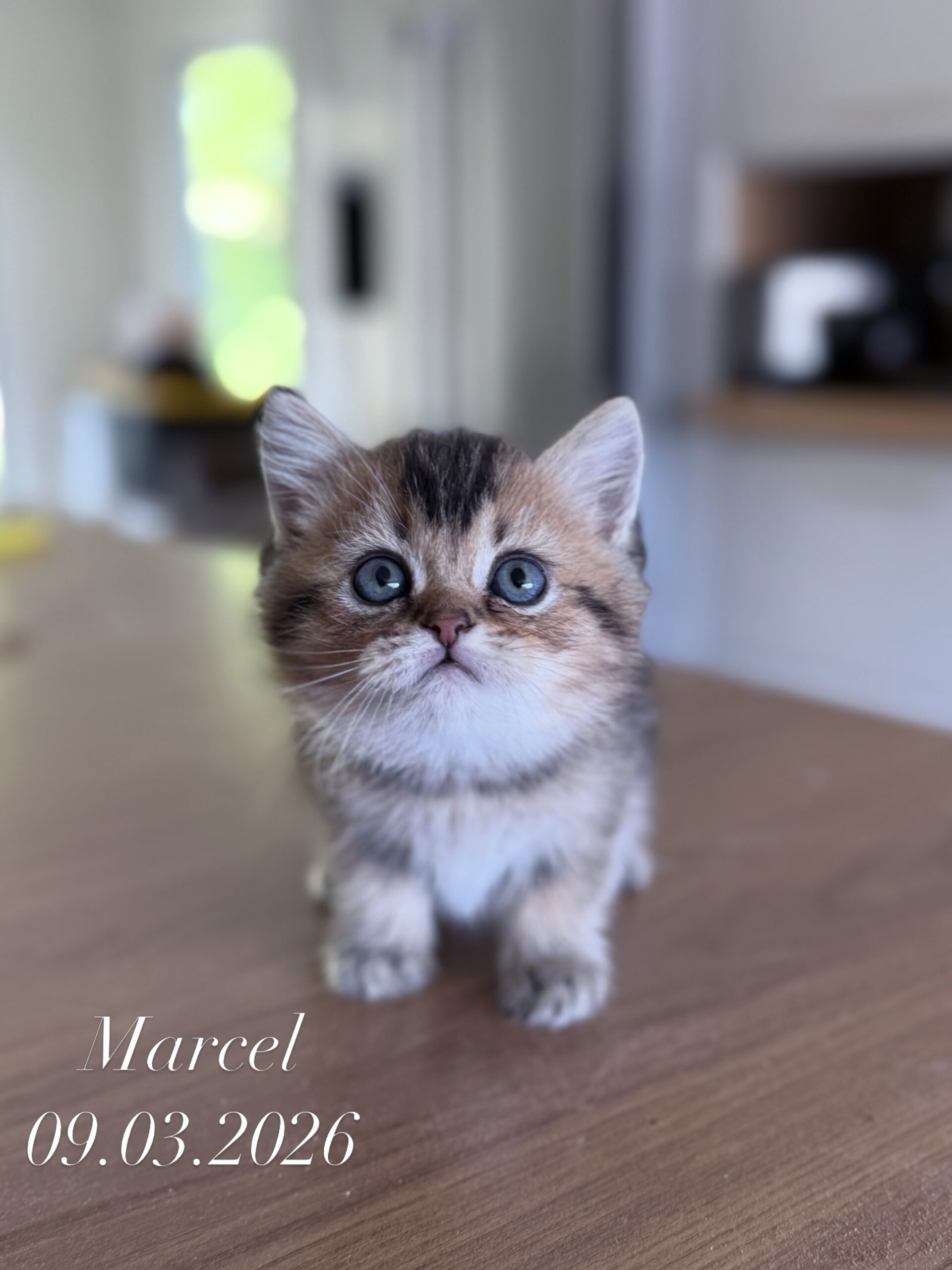 Marcel