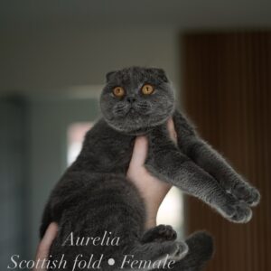 Aurelia